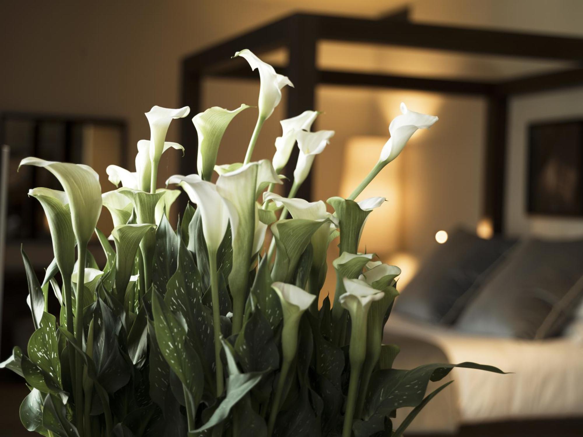 Filario Hotel & Residences Lezzeno Δωμάτιο φωτογραφία